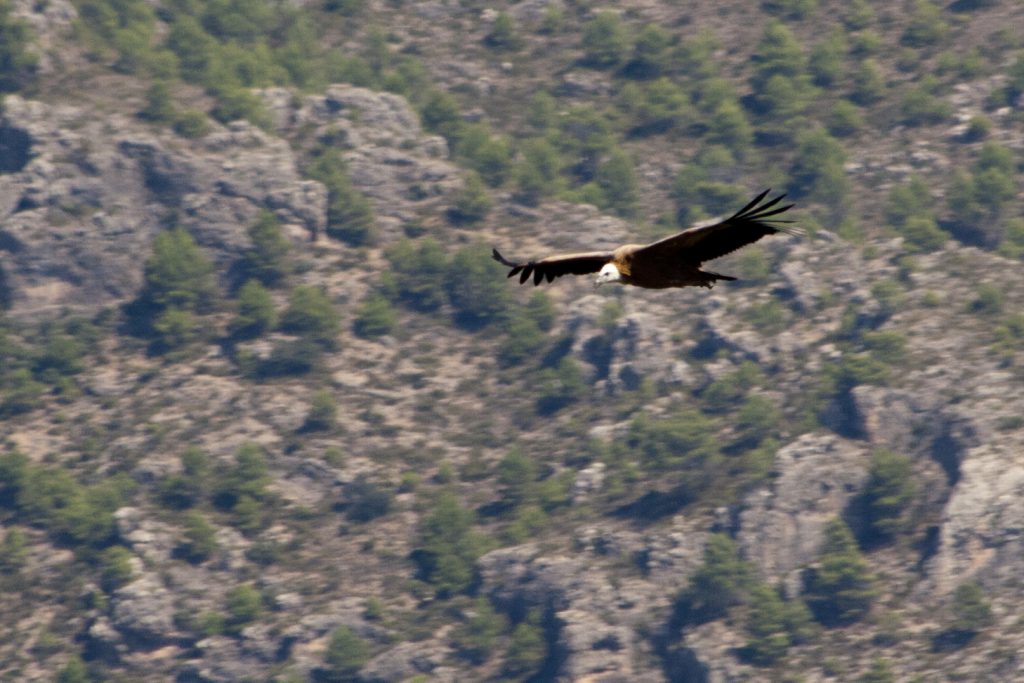 Vulture Leonado